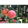 【膠東一品】棲霞蘋果 棲霞蘋果批發 煙臺蘋果 棲霞蘋果價格