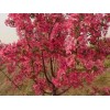 海通苗木_優(yōu)質海棠供應商 山東西府海棠