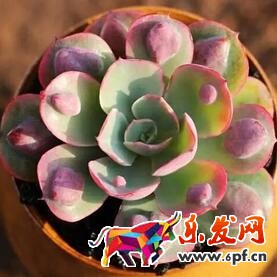 淘寶店鋪裝修教程